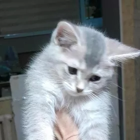 шотландский шиншилла