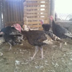 индуклар,,балгар,,товук,,жуйже