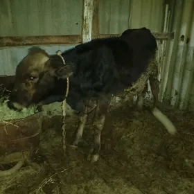 şwes okuz simetal Okuz