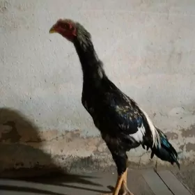 KERKİDEN GELEN HORAZ