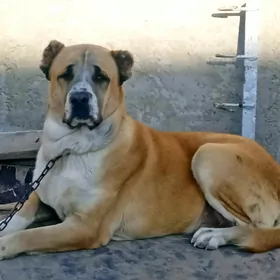 Alabay turkmen gujigi