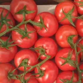 Parnik işgär gerek