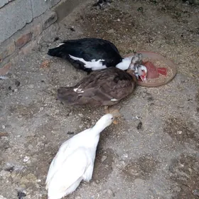 Erkek Indauka ördekleri