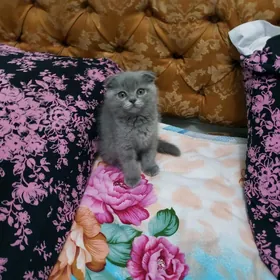 Британский вислоухий