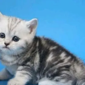 шатланка страйт