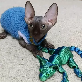 Канадский сфинкс