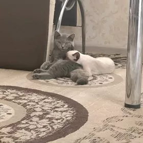 Нужен кот сиамская для вязки