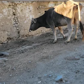 Sygyr .tohum okuz gole