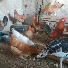 Towuklar we induklar