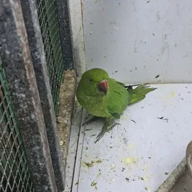 ожереловый попугай