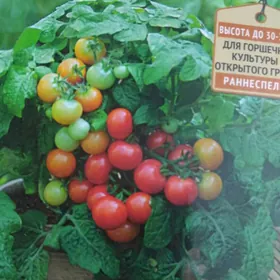 Рассада помидор