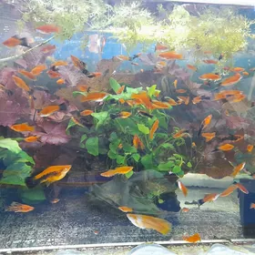 аквариумные рыбки