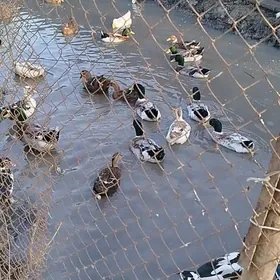 ordek, gaz, yashyl bash