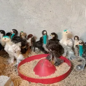 Jüýje dürli tohumlar