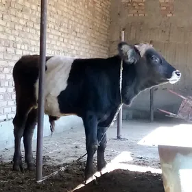 Tohum Öküz 8 aýlyk Gibrit