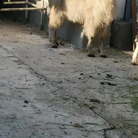 gysyr geci goyun semiz