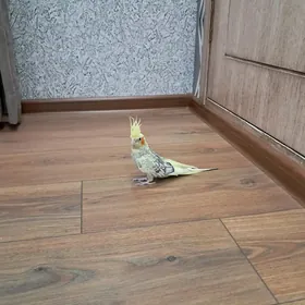 карелла мальчик