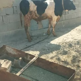 GALİŞTEÝN GİBRİT OKUZ