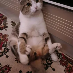 Висловухий кот