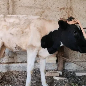 gibrit gulajyn göle