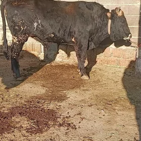 arsa sews okuzler  5 sani