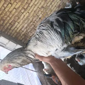 Brama horazlar we brama jüjele