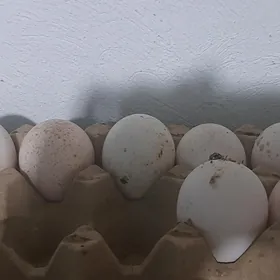 induk yumurtga owgan paroda