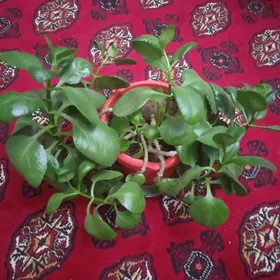 Домашний  цветок.