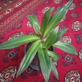 Домашний  цветок.