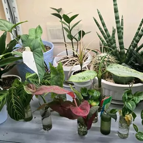 РАСПРОДАЖА КОМНАТНЫХ РАСТЕНИЙ