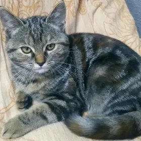 Котенок Pişik