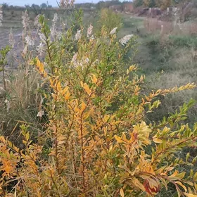 2 Яш Баг. Пристинде.