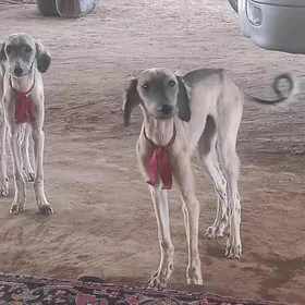 яш тазы гужуклер