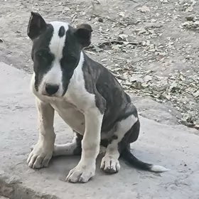 Pitbul. Pitbul   Амстаф