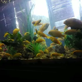 рыбки аквариумные