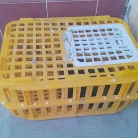 kepderi porovka uchin yaşik