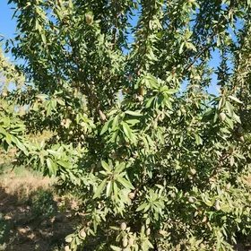 Babadurmaz plantasiya gyssagly