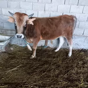 Öküz okuz 2 yaş bakylan