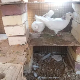 kepderi 🪽️️🪽