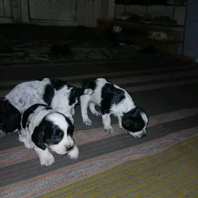 Спаситель щенки