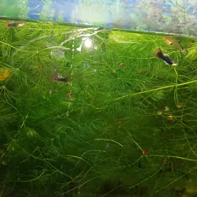 Гуппи Чёрный принц