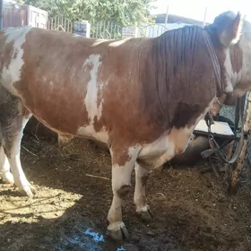 Сментал.окуз.