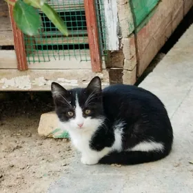 Pişijek Котята (Mugt)