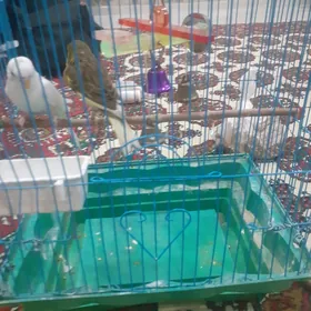 popugay bilen kanareyka