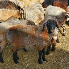 goyun geci cevis tokly