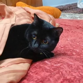 Кошка Бомбейка