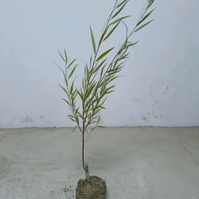 Sowut kolegelik nahal