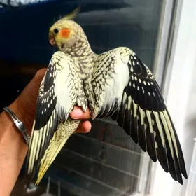 Карелла karella