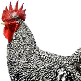 Towuk Dominand D-959