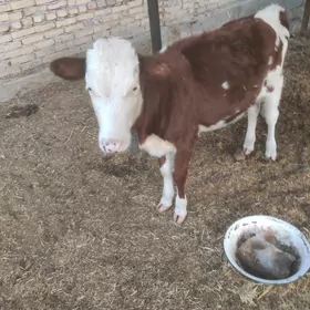 симентал хожек